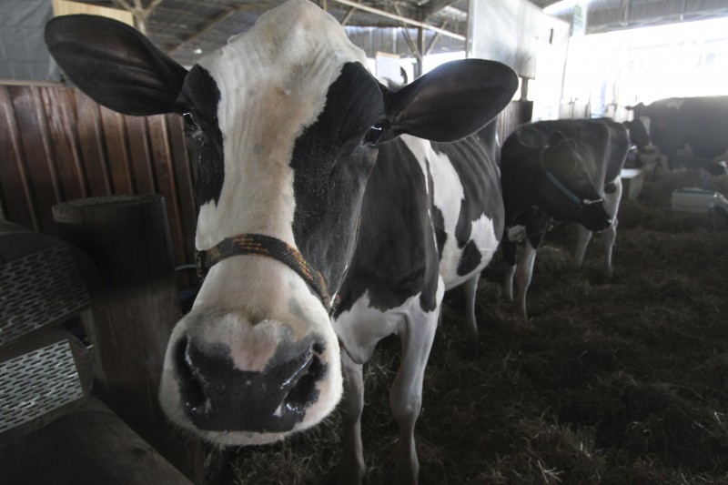 Alta dos preços da soja e dos farelos de soja e milho é um dos problemas enfrentados pelos produtores