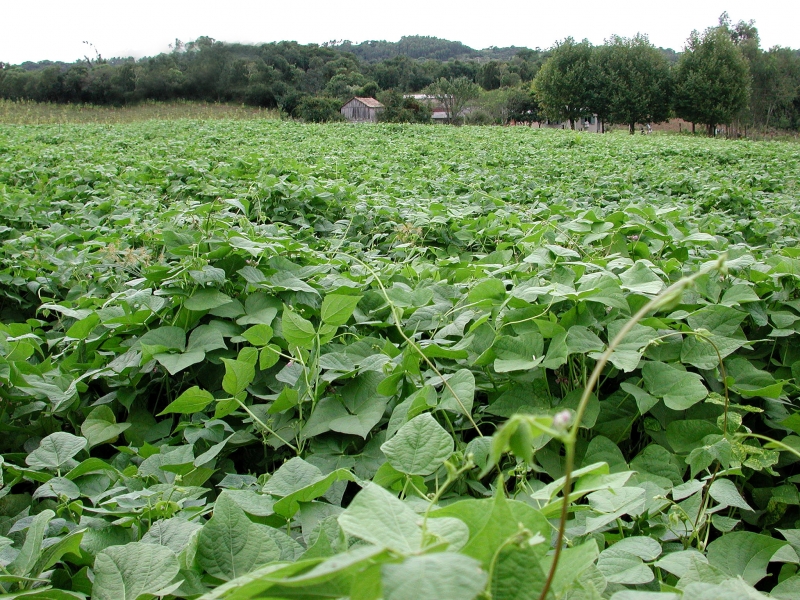 A produtividade média nas lavouras de feijão do Estado deve ficar em 1,7 mil quilos por hectare