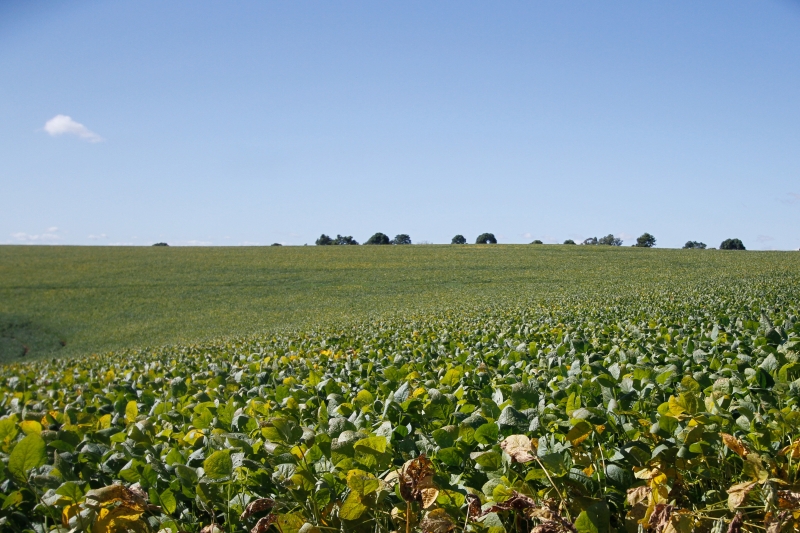 Fase atual, de floração nas lavouras de soja, é crucial para o desenvolvimento da planta