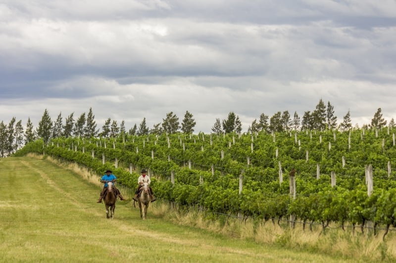  A Campanha Gaúcha é a segunda maior produtora de uvas e vinhos finos do País 