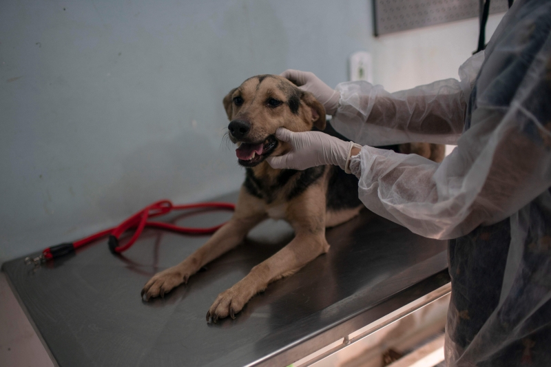 NBPA já atendeu mais de 100 mil animais em Bagé desde sua criação, em 1999