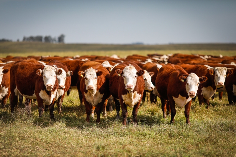 Cortes de bovinos hereford (foto) e angus oferecem mais sabor e qualidade, diz Barros