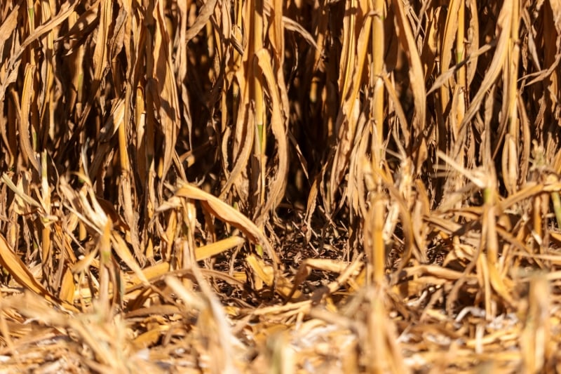 Estado enfrenta a sua terceira estiagem seguida com reflexos importantes sobre a agricultura