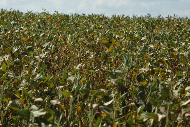 Para acessarem o financiamento, produtores devem comprovar perda de 30% ou mais da renda esperada da produção 