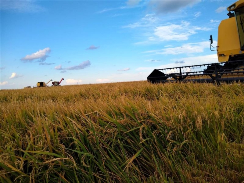 Produtores, entidades e órgãos oficiais apontam que 84% do arroz gaúcho foi colhido antes das chuvas