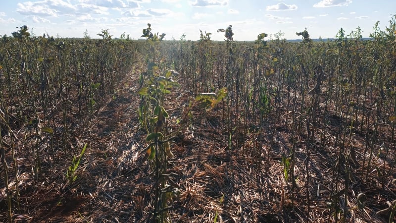 Seguro pago aos produtores cresce 696% em apenas quatro meses