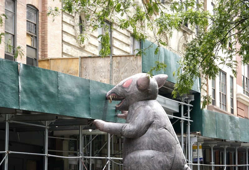 rato gigante na rua