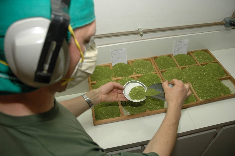 Planta atravessa os séculos como protagonista da economia do Rio Grande do Sul