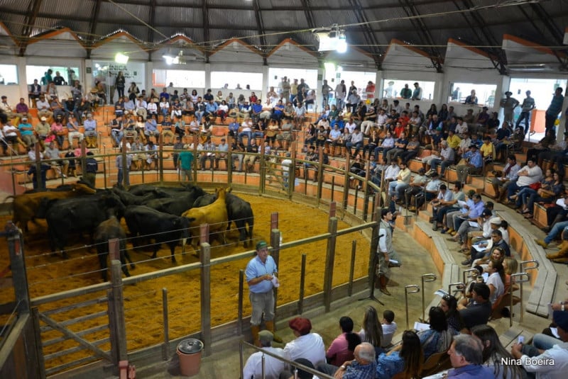 Leilões de gado devem render faturamento de R$ 200 milhões neste ano