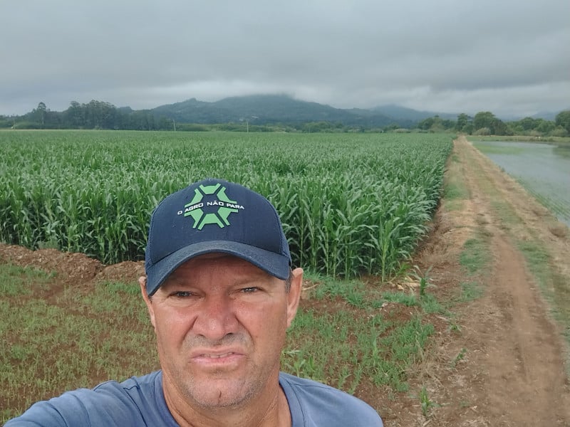 Buske mostra sua lavoura de milho ao lado da de arroz na área vizinha