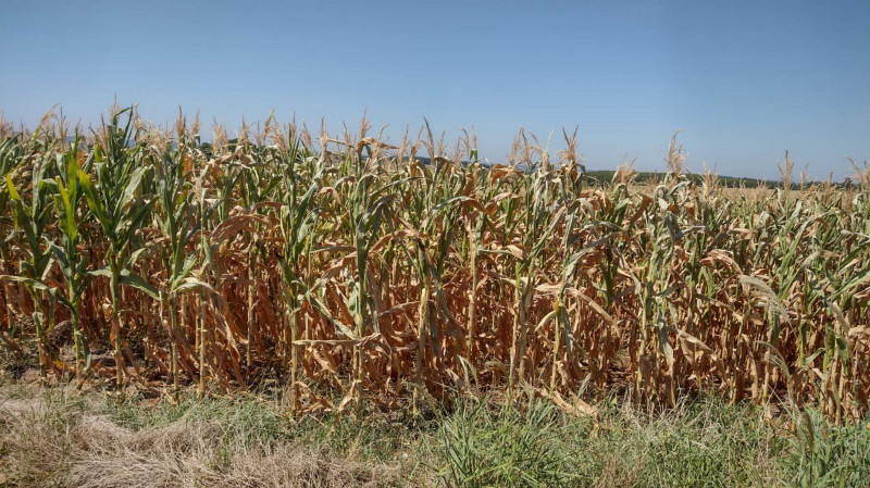 Estiagem provocou forte quebra na produção de milho gaúcha e afetou renda dos produtores