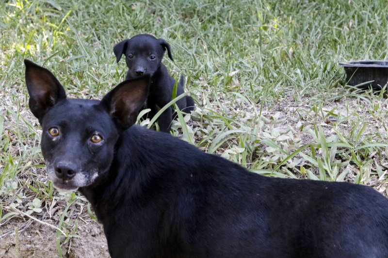 Animais já estão castrados e vacinados