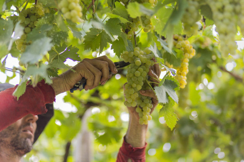 Expectativa de produtores é de uma colheita de 600 milhões de quilos de uva na safra 2025