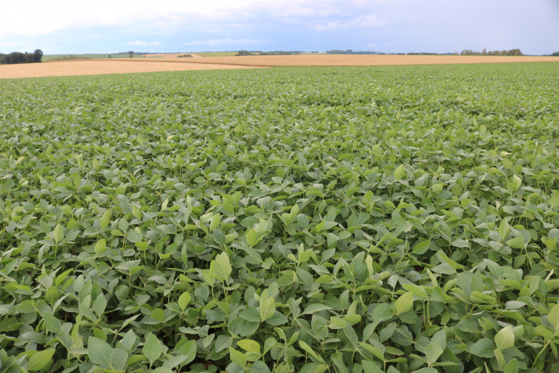 Na região de Santa Rosa, as áreas de soja ainda sustentam boas condições, mas a falta de perspectiva de chuva preocupa produtores