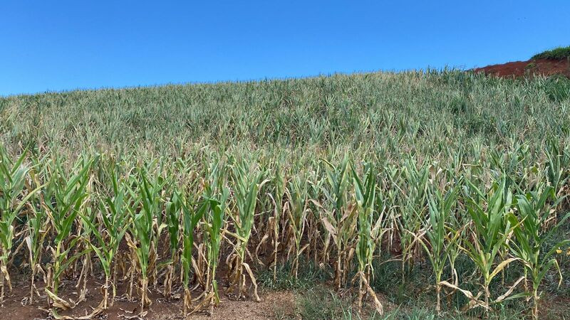 Nos 170 hectares de milho plantados por Pelicioli em Erechim, a perda é quase total, e o prejuízo supera os R$ 2 milhões