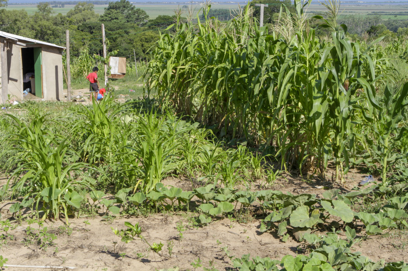 A partir do projeto, comunidade em Viamão, que antes vivia de doações, consegue se reaproximar do plantio de alimentos