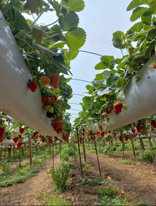 A fazenda conta com mais de 165 mil pés de morango Foto: FARMBERRY/DIVULGAÇÃO/JC