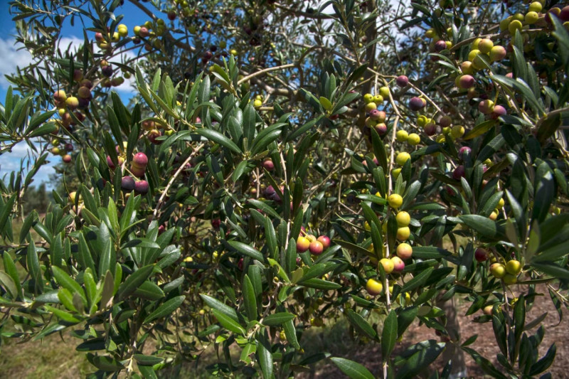 A área plantada no Estado é de aproximadamente 6,5 mil hectares