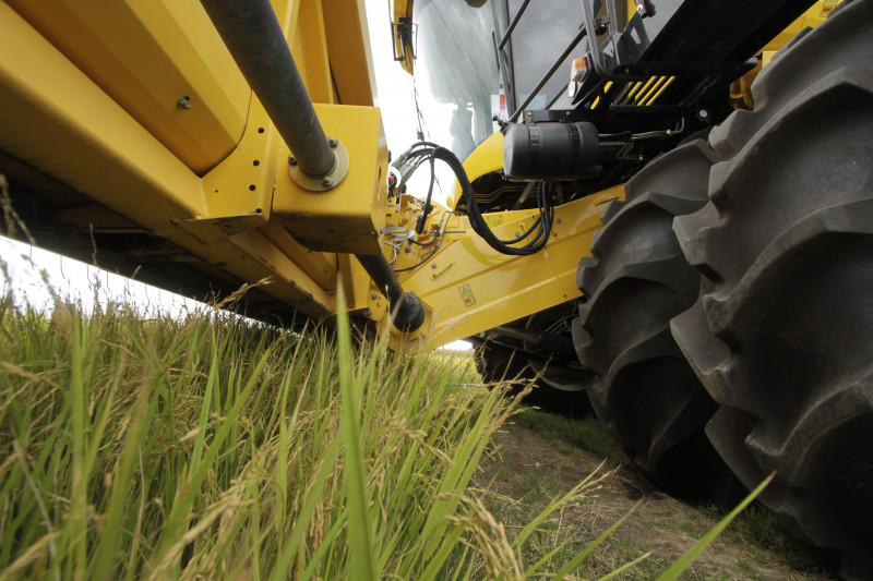 A produtividade média registra elevação de 11,8%, saindo de 3.656 quilos por hectare para 4.086