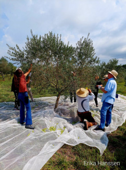 Na Estância do Cerro, em Rosário do Sul, empresa mantém quatro hectares e deve colher 20 toneladas de oliva nesta safra