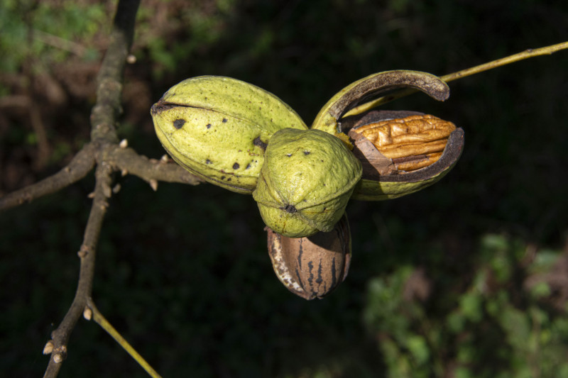 Produtores da fruta esperam ampliar vendas para o mercado interno e abrir novos clientes internacionais