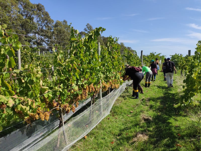 Campanha gaúcha  é a segunda maior região produtora de uvas e vinhos finos do Brasil