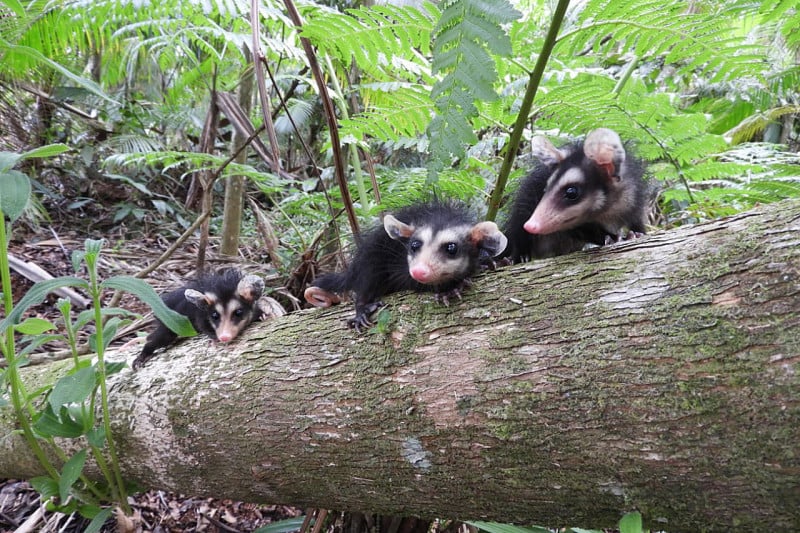 Soltura de animais silvestres em parque de Erechim eleva alerta