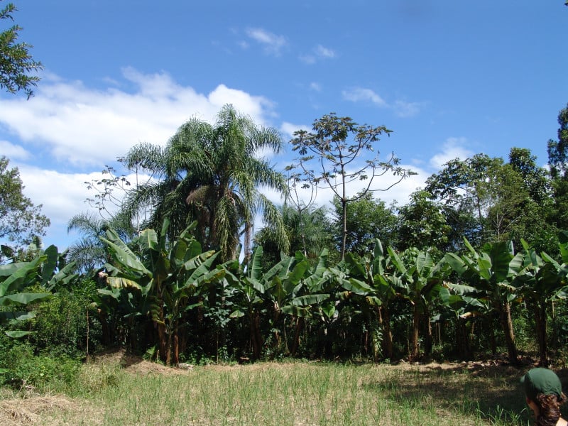 Estado vem apoiando produtores agroecológicos e agroflorestais com linhas de crédito diferenciadas e subsidiadas