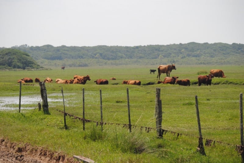 Fenômeno climático pode ter impacto também na pecuária, com redução no nascimento de terneiros e menor produção de carne e leite