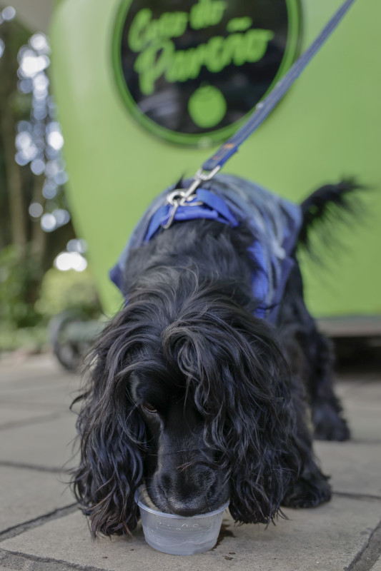 O cachorro Ringo Starr, morador do bairro, é um cliente fiel da operação Foto: TÂNIA MEINERZ/JC