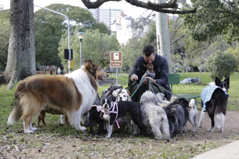 O profissional chega a fazer passeios com mais de 20 cachorros Foto: T&Acirc;NIA MEINERZ/JC