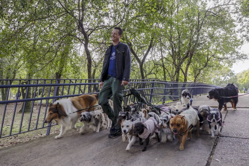 Juliano Savino trabalha com passeios de cães desde 1997 e percebe que a iniciativa contribuiu para o desenvolvimento de espaços voltados aos cachorros no bairro Moinhos de Vento Foto: TÂNIA MEINERZ/JC