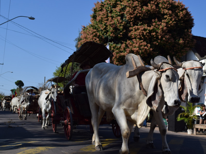 Jogos sobre zebu já estão disponíveis na internet, Notícias