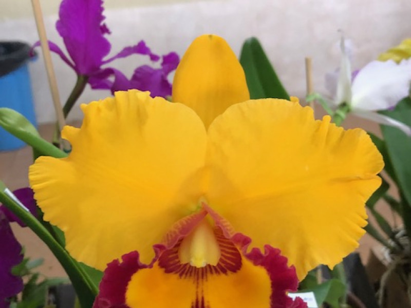 Orquídea Cattleya Intermedia, que floresce na Primavera, é a homenageada do evento