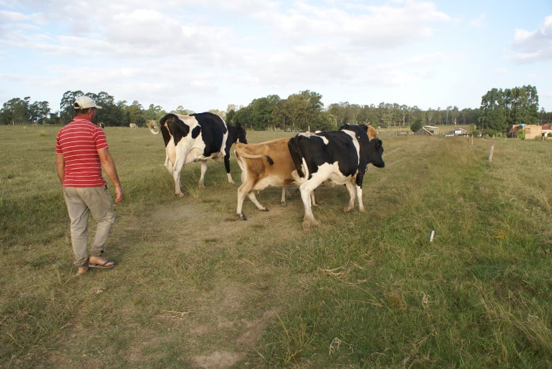 Crise no setor leiteiro já fez milhares de famílias produtoras abandonarem a atividade no Rio Grande do Sul