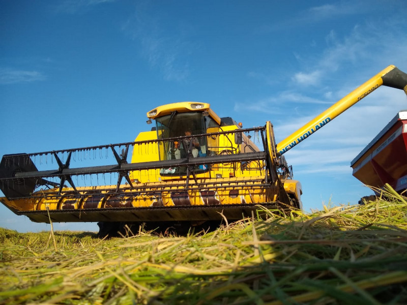 Evolução de semeadura deve resultar em cerca de 903,6mil hectares de área plantada no RS