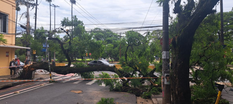 Entre a Rua General João Telles e a Avenida Osvaldo Aranha, há bloqueio total por queda de árvore