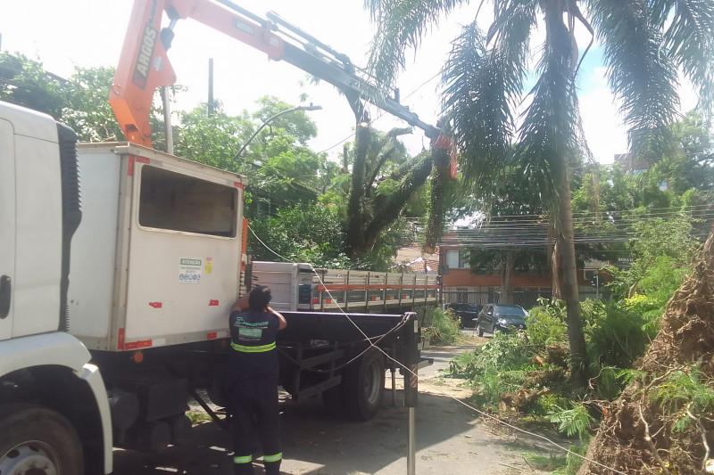 Durante o temporal, diversos fios de energia elétrica foram derrubados pela queda de árvores