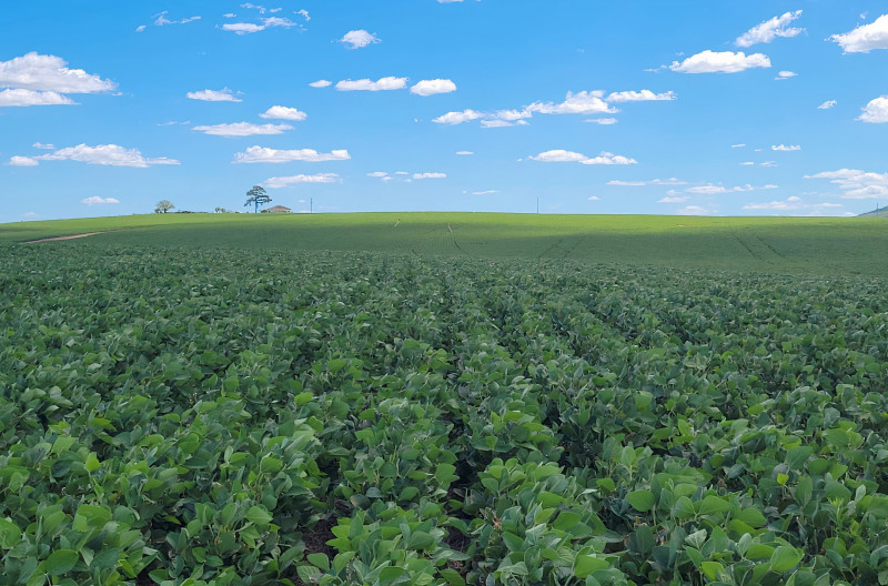 Metade da área plantada por Luísa Santos em Caçapava do Sul apresenta ótima situação e anima produtora
