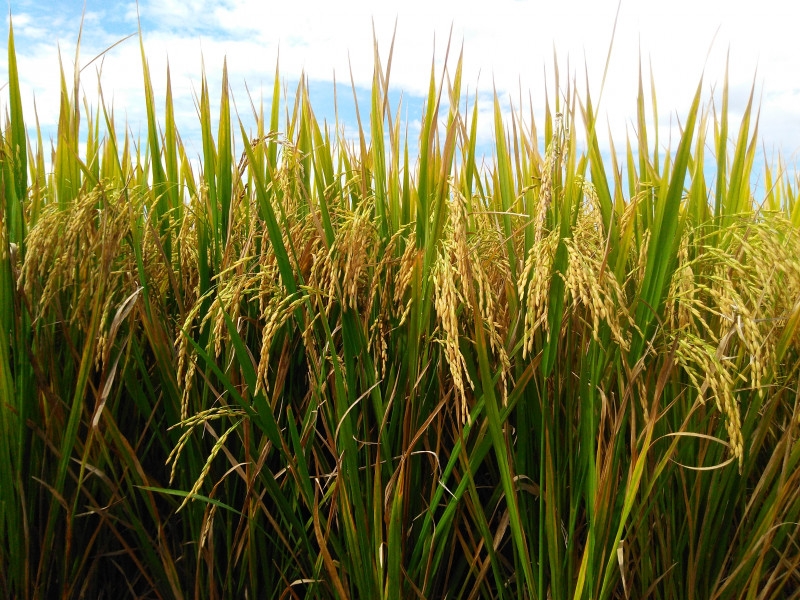 Dados do Irga e da Conab indicam que 84% do arroz gaúcho foi colhido antes da enxurrada