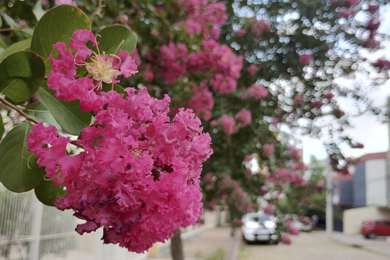 Floração da Extremosa se intensifica entre os meses de janeiro e fevereiro 