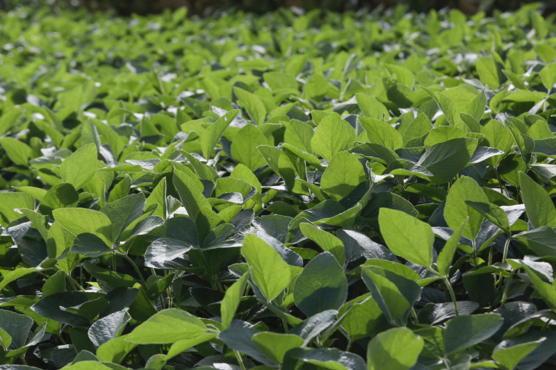 Uso da tecnologia na produção agrícola será discutida no evento da Elicit 