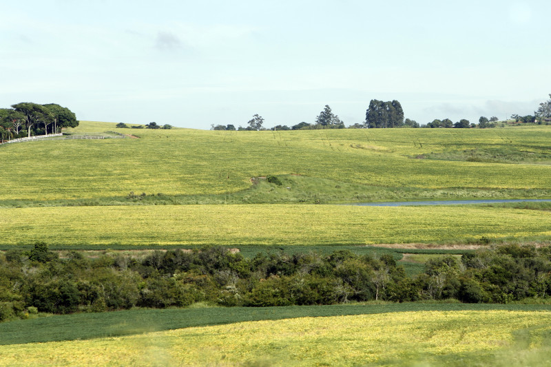 Dados da Emater/RS-Ascar projetam uma área de 6,8 milhões de hectares na safra de soja gaúcha 2024/2025