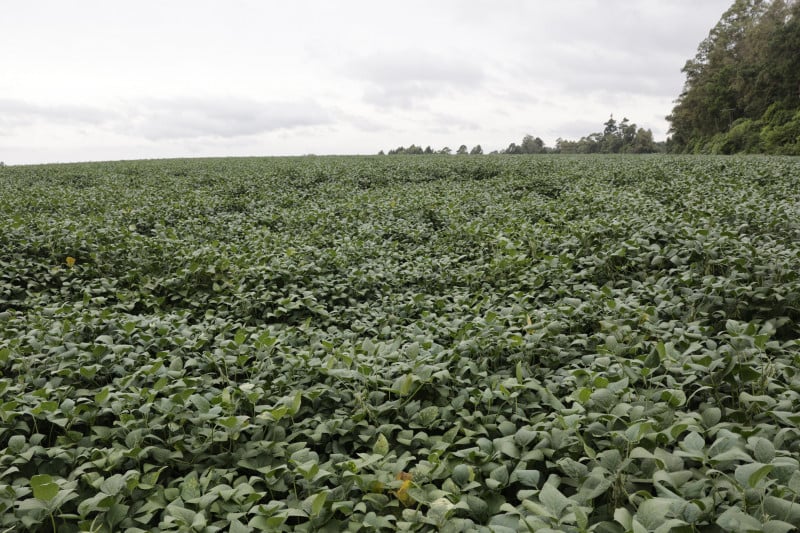 Soja entra em fase de florescimento e necessita de água