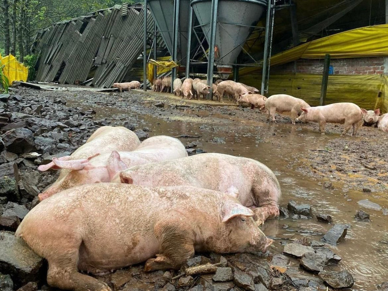 Produtor de Tupandi perdeu 450 dos 600 suínos que tinha na propriedade e pensa em desistir da atividade