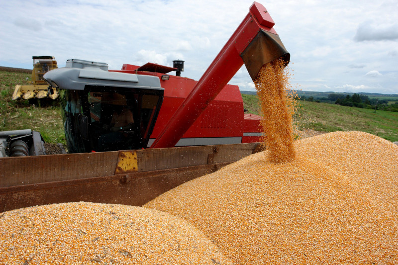 Estatal estima que 5,1 milhões de toneladas de milho serão colhidas no RS, e 111,6 milhões no País