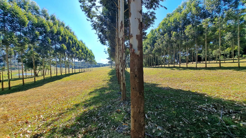 Rio Grande do Sul tem maciço florestal na casa de 1 milhão de hectares