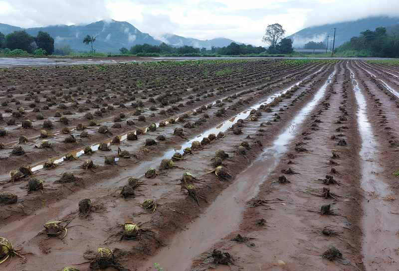 Em Caxias do Sul, hortigranjeiros foram destruídas pelas chuvas