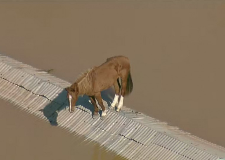 Cavalo Caramelo, resgatado no início de maio de um telhado em Canoas, é o animal que simboliza para o RS as consequências das mudanças climáticas