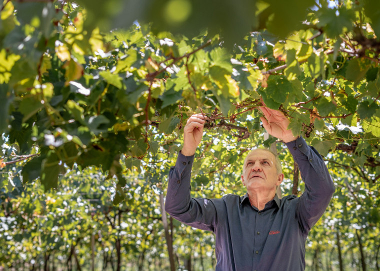 Tonello revela que a Aurora busca antecipar dificuldades para apoiar viticultores